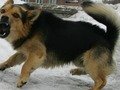 Собаки загрызли годовалую девочку на дачном участке в Подмосковье - Похоронный портал
