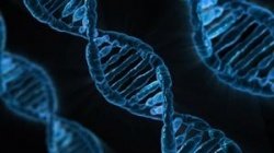 Продолжительность жизни может быть связана с количеством противовоспалительных генов