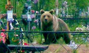 Медведь разоряет могилы на кладбище на севере Красноярского края - Похоронный портал