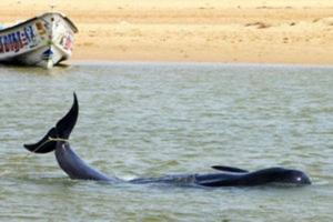 100 китов выбросились на берег в Индии - Похоронный портал