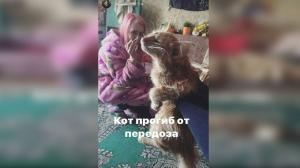 УМВД по Смоленску проверяет информацию о фотосессии с мертвым котом - Похоронный портал