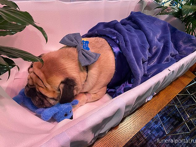 Photos show extravagant open-casket funeral for a pet pug much beloved by a US pastor