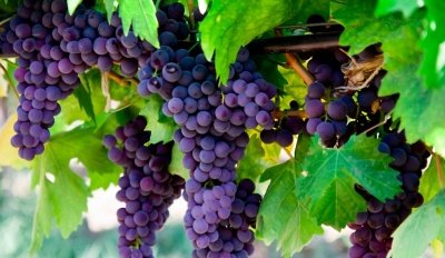 На Дальнем Востоке вырастили самый полезный виноград