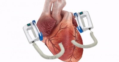 Ученые нашли встроенный "дефибриллятор" в сердце человека