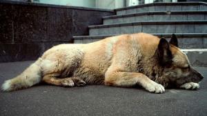 Компания ритуальных услуг займется отловом собак в Томске - Похоронный портал