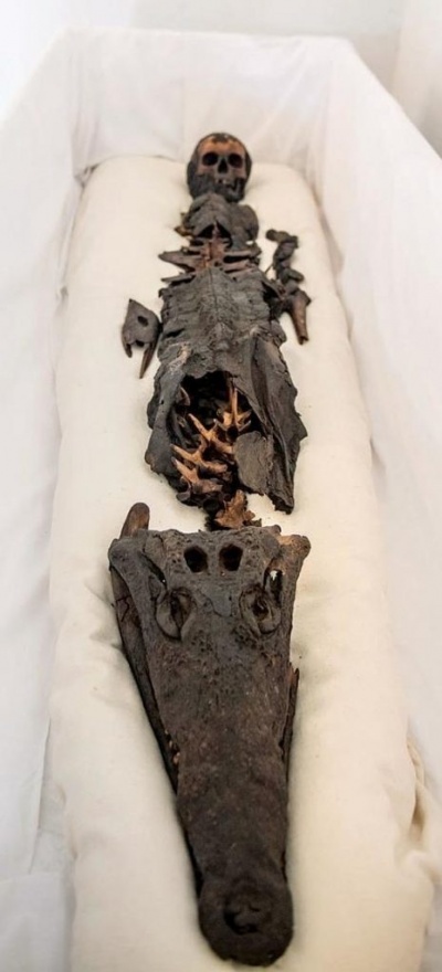 В музее выставили двуглавую мумию