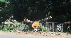 Два месяца на Никитском кладбище лежит рухнувшее дерево - Похоронный портал