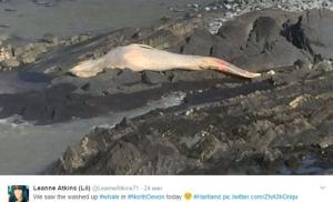 Загадочная смерть: огромный кит найден мертвым на скалах Великобритании - Похоронный портал