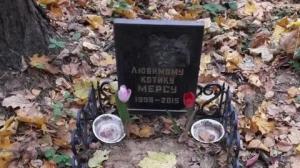 В Красногорске не могут закрыть незаконное кладбище животных (видео) - Похоронный портал