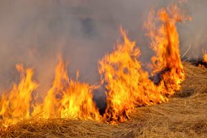 Поджигавший сухую траву житель Эстонии сжег себя - Похоронный портал