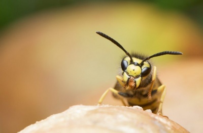 Яд бразильской осы – средство от рака 