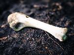 Раскрыта тайна костей, найденных среди морга: следователю объявлен выговор