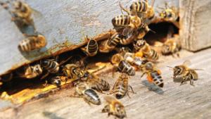 800 тысяч пчел до смерти закусали садовника - Похоронный портал