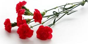 Самарский комбинат ритуальных услуг потратит миллион рублей на покупку цветов - Похоронный портал