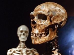 Ученые обнаружили в Португалии череп родственного человеку существа - Похоронный портал