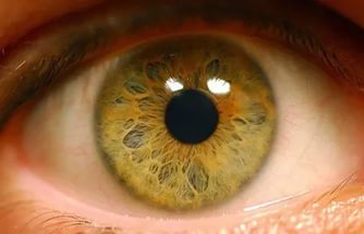 Ученые намерены вживить человеку сетчатку глаза из стволовых клеток