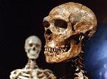 Ученые обнаружили в Португалии череп родственного человеку существа