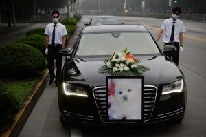 Китаец устроил пышные похороны для любимой собаки - Похоронный портал