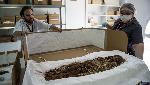 Ученые расшифровали ДНК древнейших мумий на Земле