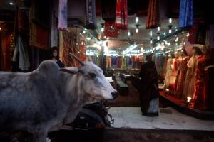 В индийском штате ввели пожизненное заключение за убийство коровы - Похоронный портал