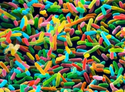 Кишечные бактерии приводят к возрастному воспалению