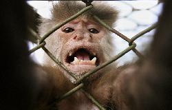 В Севастополе обезьяна задушила младенца - Похоронный портал