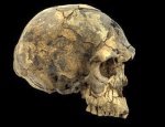 Найдены останки древнейшего человека разумного - Похоронный портал