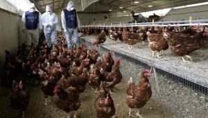 На одной из ферм Британии обнаружен птичий грипп - Похоронный портал
