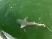 Гигантский морской окунь проглотил акулу целиком (видео) - Похоронный портал