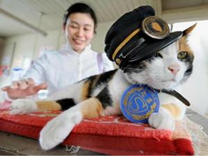 В Японии умерла кошка-станционный смотритель Тама - Похоронный портал