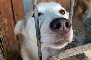 За убийство тысячи собак жителя Владивостока оштрафовали на 20 тысяч рублей - Похоронный портал
