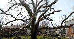На кладбище в Нью-Джерси спилили одно из самых старых деревьев в Америке