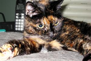В США умерла старейшая в мире кошка - Похоронный портал
