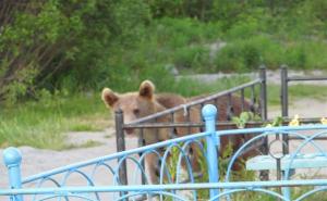 Медведь в Холмске разорял свежие могилы - Похоронный портал