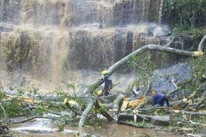 В Гане в результате падения дерева погибли 20 школьников - Похоронный портал