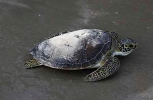Прах ученого, спасавшего морских животных, отправили в океан на черепахе - Похоронный портал