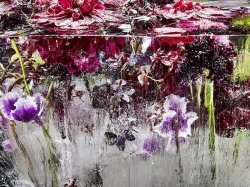Японская художница замораживает цветы, а потом снимает последние минуты их жизни