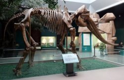 В Китае найдены останки древнего родственника слонов стегодона