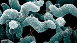 Бактерии в ротовой полости вызывают рак