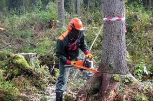 Утилизация аварийных деревьев на 34 кладбищах Казани обойдется в 2,2 млн рублей - Похоронный портал
