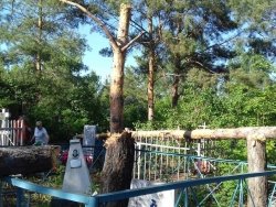 Жители Давлеканово жалуются на варваров, рубящих деревья на кладбище - Похоронный портал