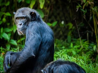 В США удалось вырастить обезьян с иммунитетом к ВИЧ