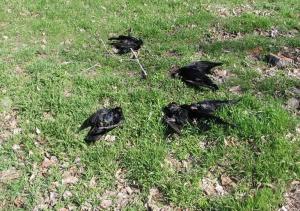 Сотни ворон замертво упали на таганрогское кладбище - Похоронный портал