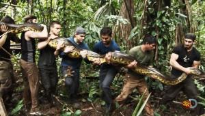 Журналисты скормят живого человека гигантской змее - Похоронный портал