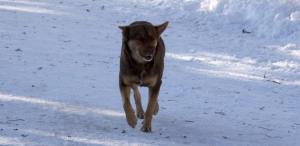 Собака в Челябинске принесла из леса человеческую голову - Похоронный портал