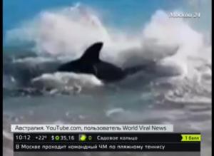 В Австралии крупная акула подавилась тюленем (видео) - Похоронный портал
