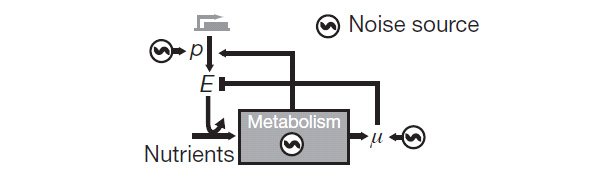 stochasticity_of_metabolism_fig3_600.jpg