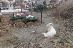 На кладбище в Челябинске собака отказалась уходить от могилы хозяина - Похоронный портал