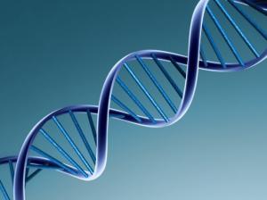 Обнаружен новый "ген долголетия" - Похоронный портал