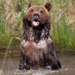 В заповеднике медведь убил фотографирующего его туриста - Похоронный портал